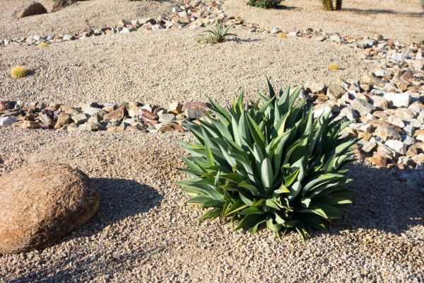 Xeriscaping Service in Longmont