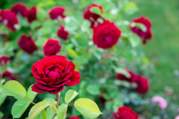 Rose Planting in Longmont