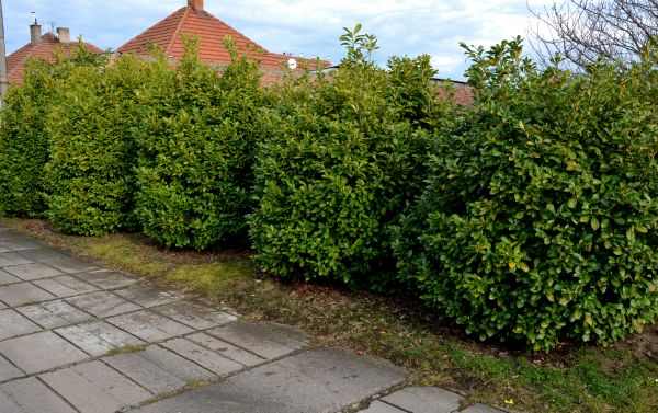 Privacy Shrub Installation in Longmont