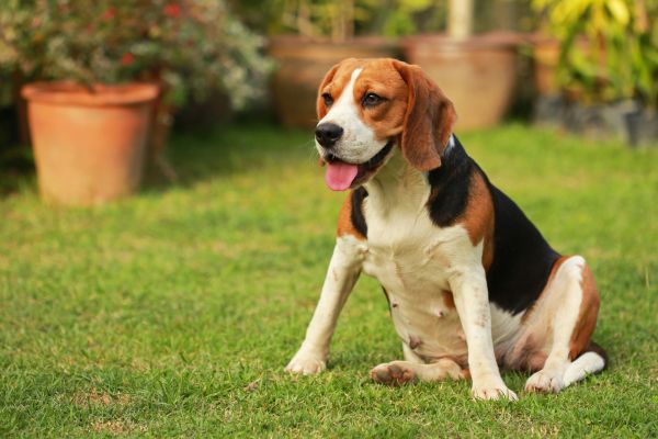 Dog Friendly Landscaping in Longmont
