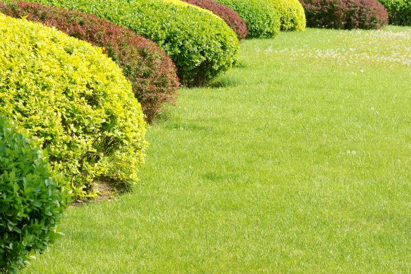 Shrubbery Planting in Longmont