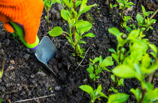 Hydrangea Planting in Longmont