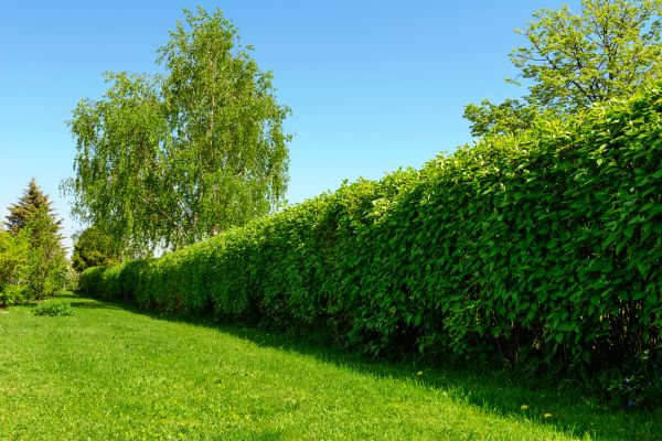 Hedge Replacement in Longmont