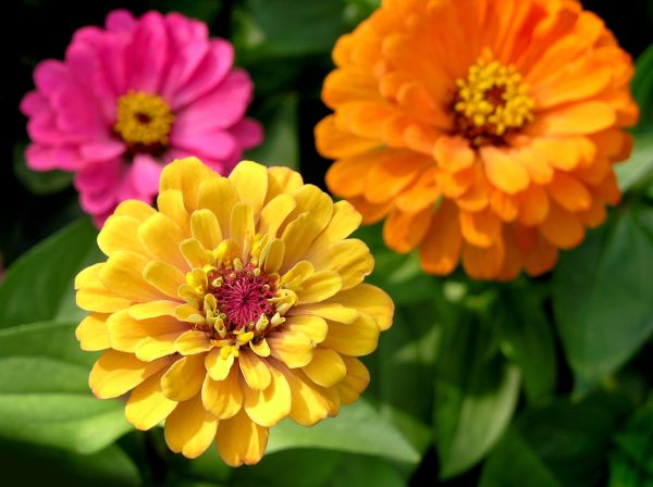 Zinnia Planting in Longmont