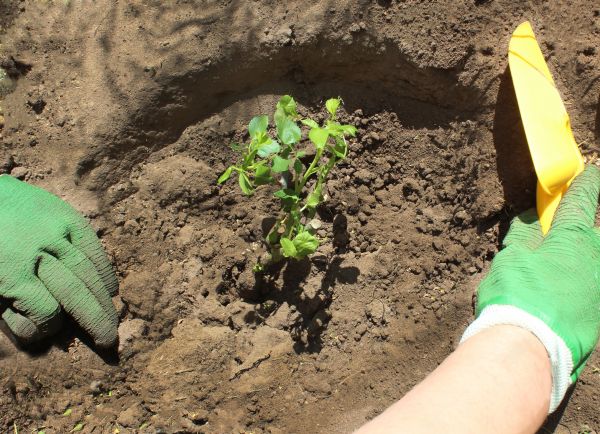 Rose Bush Planting in Longmont