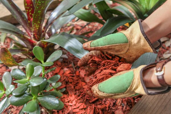 Residential Mulching in Longmont