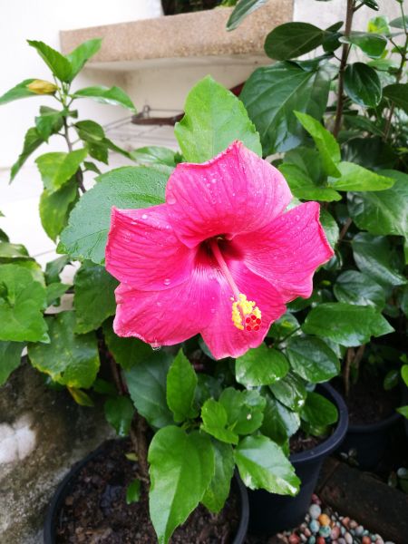 Hibiscus Planting in Longmont