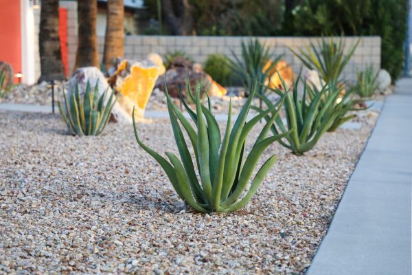 Drought Resistant Landscaping in Longmont