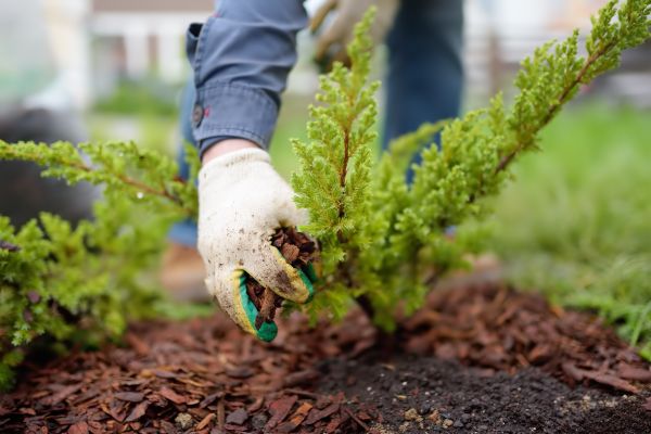 Church Mulching in Longmont