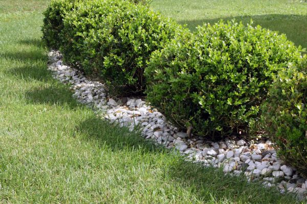 Boxwood Planting in Longmont