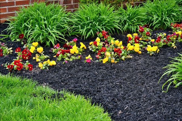 Apartment Mulching in Longmont