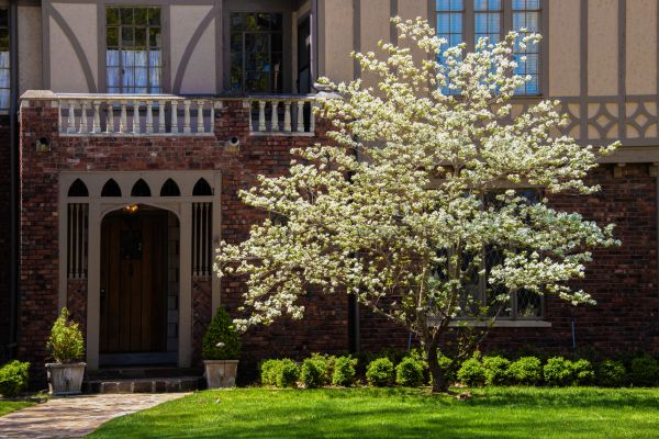 Dogwood Tree Planting in Longmont