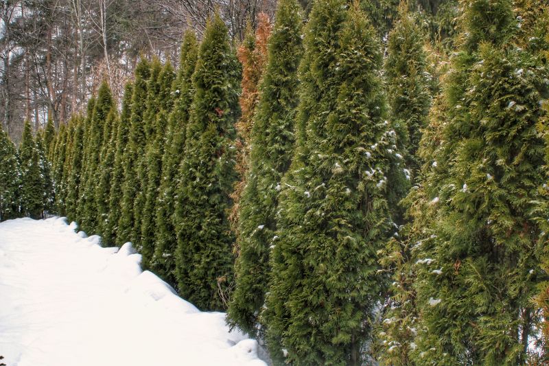 Snow-Covered Landscapes